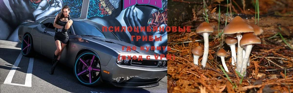 PSILOCYBIN Зеленокумск